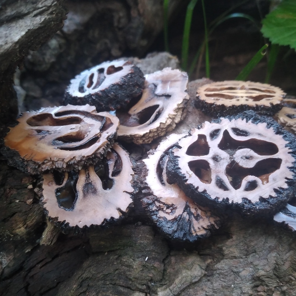 Black Walnut Slices